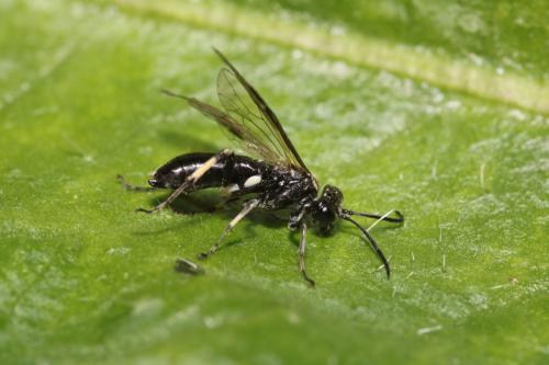 Macrophya sp.